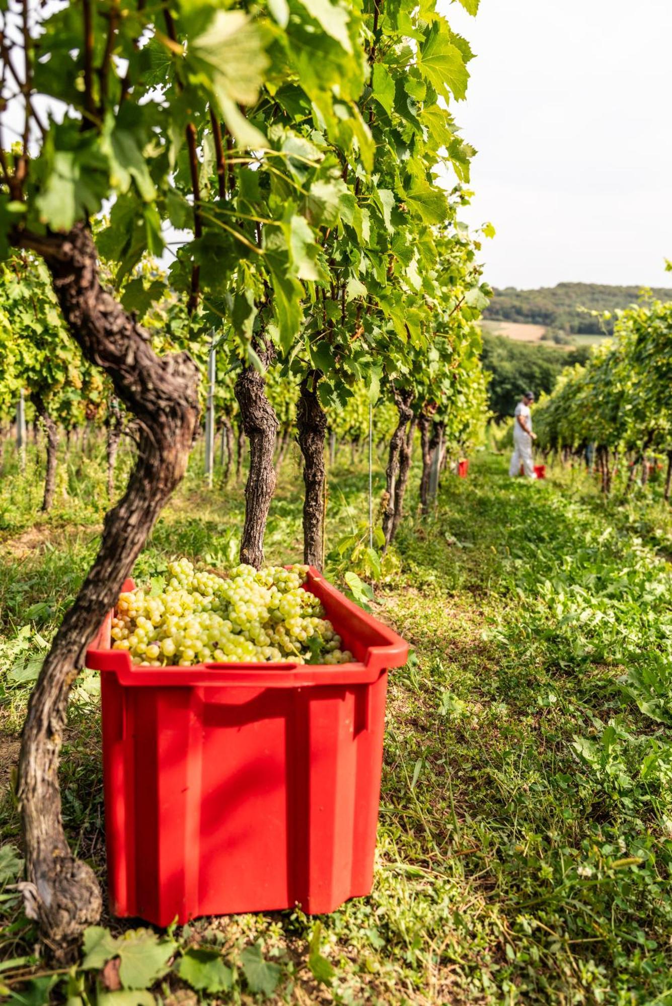 Bed&Breakfast Vinarija Coner Bjelovar Luaran gambar